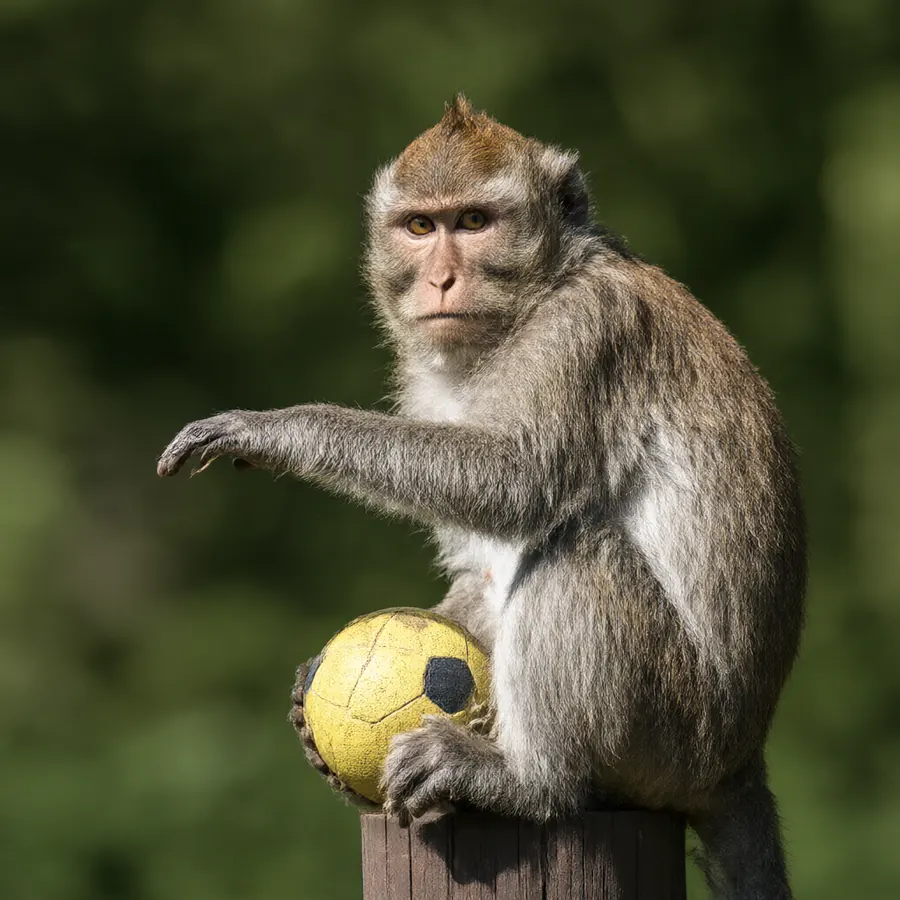 A monkey sitting on a post holding a yellow ball, no basketball game